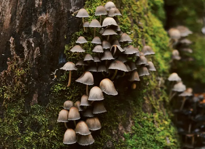 Tighly grouped brown mushrooms growing up the side of a mossy tree trunk