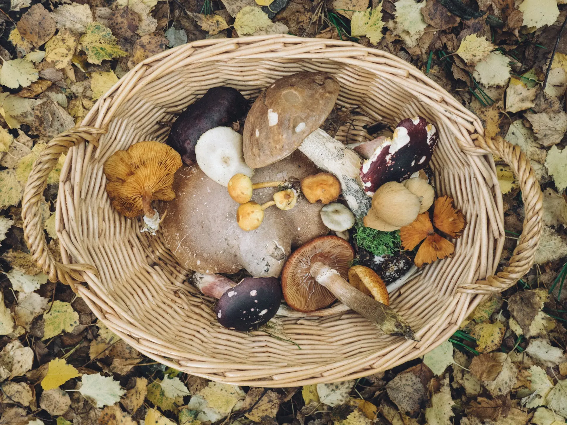 a basket full of a viarity of wild mushrooms